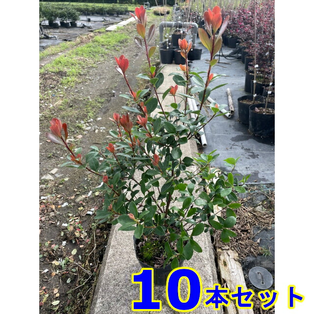 ヒメシャリンバイ (姫拷問台梅)  13.5ｐ          10本      樹高0.4ｍ前後   13.5ｐ 植木 若木 記号天然木 生け垣