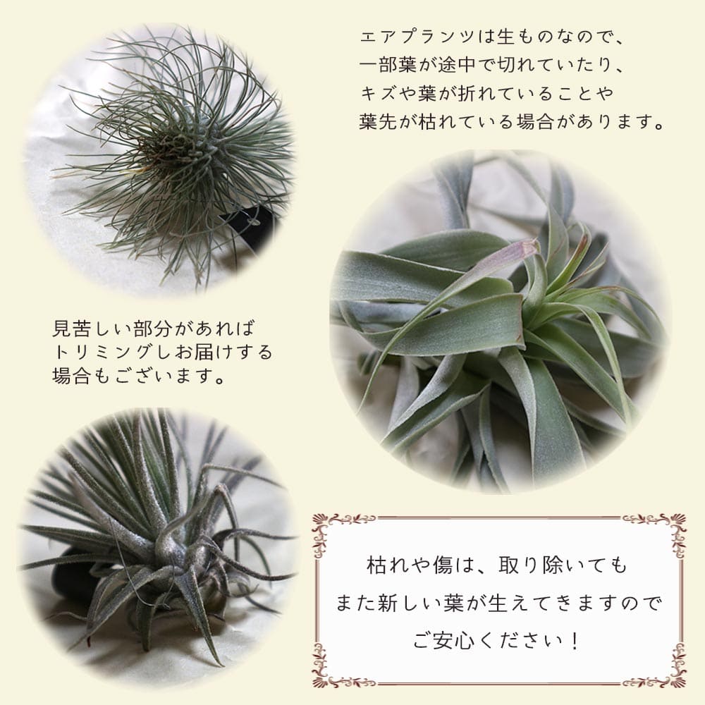 送料無料 エアープランツ チランジア ウスネオイデス Lサイズ 長さ約75cm Lサイズ 1個 T Usneoides ティランジア エアプランツ 土がいらない 観葉植物 人気 おしゃれ インテリア Giosenglish Com