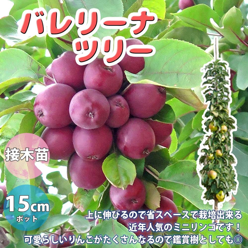 楽天市場】【送料無料】グーズベリーの苗木【果樹苗 1〜2年生 挿木苗12cmポット/1個】グーズベリー苗 グーズベリーの苗 セイヨウスグリ マルスグリ  オオスグリ アメリカスグリ 庭植え 花木 植木 庭木 鉢植え 生け垣 記念樹 路地植え 販売店 通販 : 植物販売のＩＴＡＮＳＥ ...