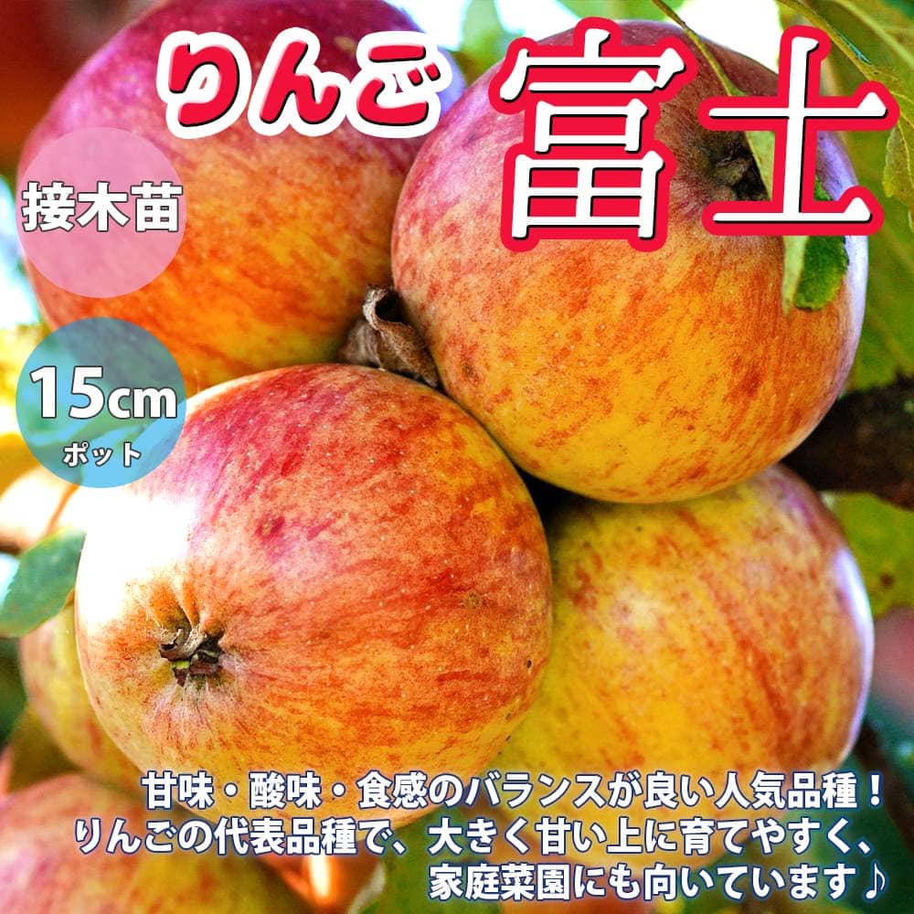 楽天市場 送料無料 りんごの苗木 富士 果樹苗 2年生 接木苗15cmポット 1個 りんご苗 りんごの苗 リンゴ苗 リンゴの苗木 林檎の苗 ミニリンゴ 農園 庭植え 趣味 園芸 収穫 花木 植木 庭木 鉢植え シンボルツリー 記念樹 路地植え 販売店 通販 植物販売の 楽天市場 送料無料 りんごの苗木 富士 果樹苗 2年生 接木苗15cmポット 1個 りんご苗 りんごの苗 リンゴ苗 リンゴの苗木 林檎の苗 ミニリンゴ 農園 庭植え 趣味 園芸 収穫 花木 植木 庭木 鉢植え シンボルツリー 記念樹 路地植え 販売店 通販 植物販売の