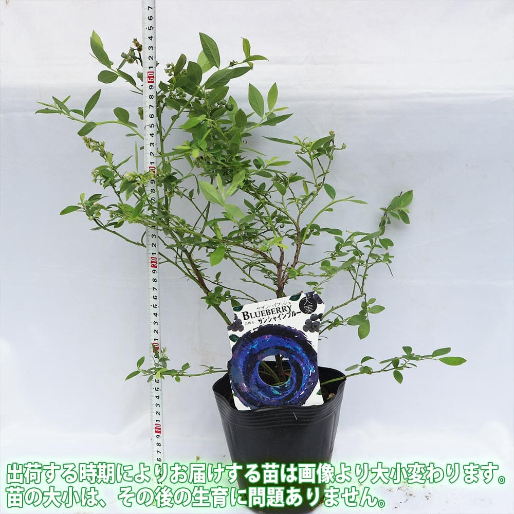 送料無料 大実サザンハイブッシュ系ブルーベリー サンシャインブルー 果樹苗 3年生 挿し木苗15cmポット大苗 1個 ブルーベリー苗 ブルーベリー苗木 ぶるーべりー 簡単栽培 ガーデニング 家庭菜園 シンボルツリー 贈答 プレゼント 収穫 花木 植木 即納 Sermus Es