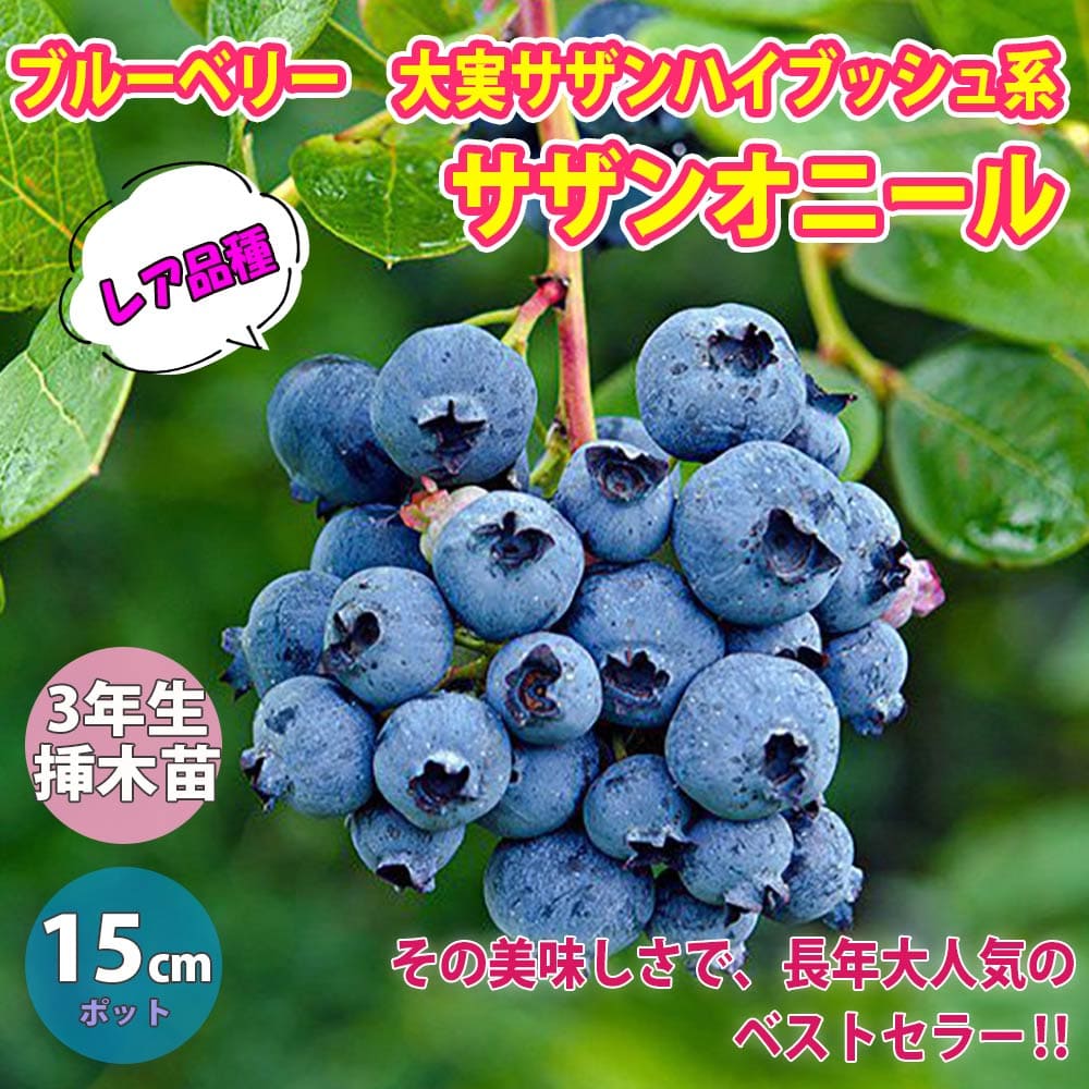 楽天市場 送料無料 即出荷 ブルーベリー 苗木 サザンオニール 果樹苗 3年生 挿し木苗 15cmポット 1個 ブルーベリー苗 ぶるーべりー 大苗 自家結実性 植木 庭木 生垣 生け垣 垣根 目隠し シンボルツリー ベランダ 果樹園 挿木 植物販売のｉｔａｎｓｅ楽天市場店