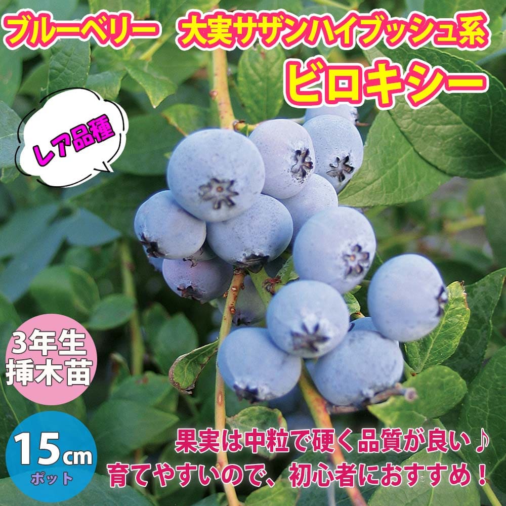 送料無料 でかい実直サザンハイブッシュ系列ブルーベリー ビロキシー 生木苗 3年生 挿木苗15cmポット大苗 1個 ブルーベリー苗 ブルーベリー若木 ぶるーべりー 判然たる栽培 ガーデニング 家家庭菜園 信号天然木 手渡す 手土産 成果 花木 植木 即納 Formmachile Cl