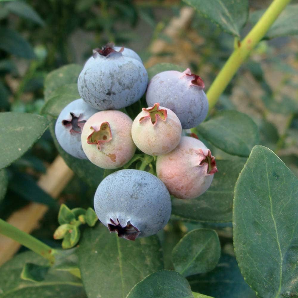 送料無料 大実サザンハイブッシュ系ブルーベリー ビロキシー 果樹苗 3年生 挿し木苗15cmポット大苗 1個 ブルーベリー苗 ブルーベリー苗木 ぶるーべりー 簡単栽培 ガーデニング 家庭菜園 シンボルツリー 贈答 プレゼント 収穫 花木 植木 即納 Sermus Es