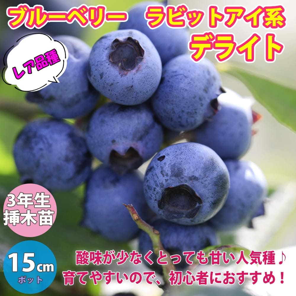 送料無料 ラビットアイ系ブルーベリー デライト 果樹苗 3年生 挿し木苗15cmポット大苗 1個 ブルーベリー苗 ブルーベリー苗木 ぶるーべりー 簡単栽培 ガーデニング 家庭菜園 シンボルツリー 贈答 プレゼント 収穫 花木 植木 即納 Salon Raquet De