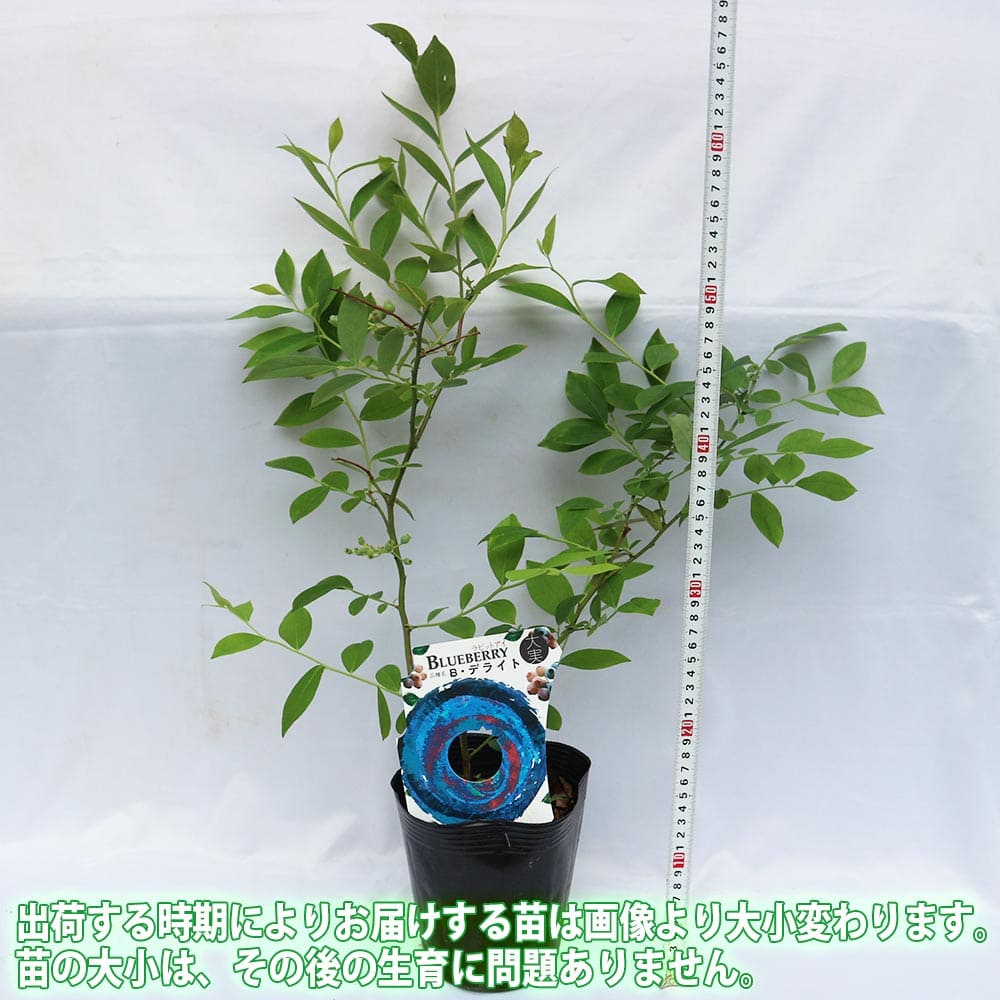 送料無料 ラビットアイ系ブルーベリー デライト 果樹苗 3年生 挿し木苗15cmポット大苗 1個 ブルーベリー苗 ブルーベリー苗木 ぶるーべりー 簡単栽培 ガーデニング 家庭菜園 シンボルツリー 贈答 プレゼント 収穫 花木 植木 即納 Salon Raquet De