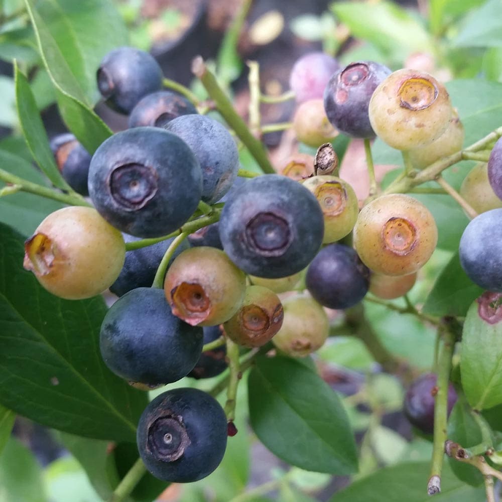 送料無料 ラビットアイ系ブルーベリー デライト 果樹苗 3年生 挿し木苗15cmポット大苗 1個 ブルーベリー苗 ブルーベリー苗木 ぶるーべりー 簡単栽培 ガーデニング 家庭菜園 シンボルツリー 贈答 プレゼント 収穫 花木 植木 即納 Salon Raquet De