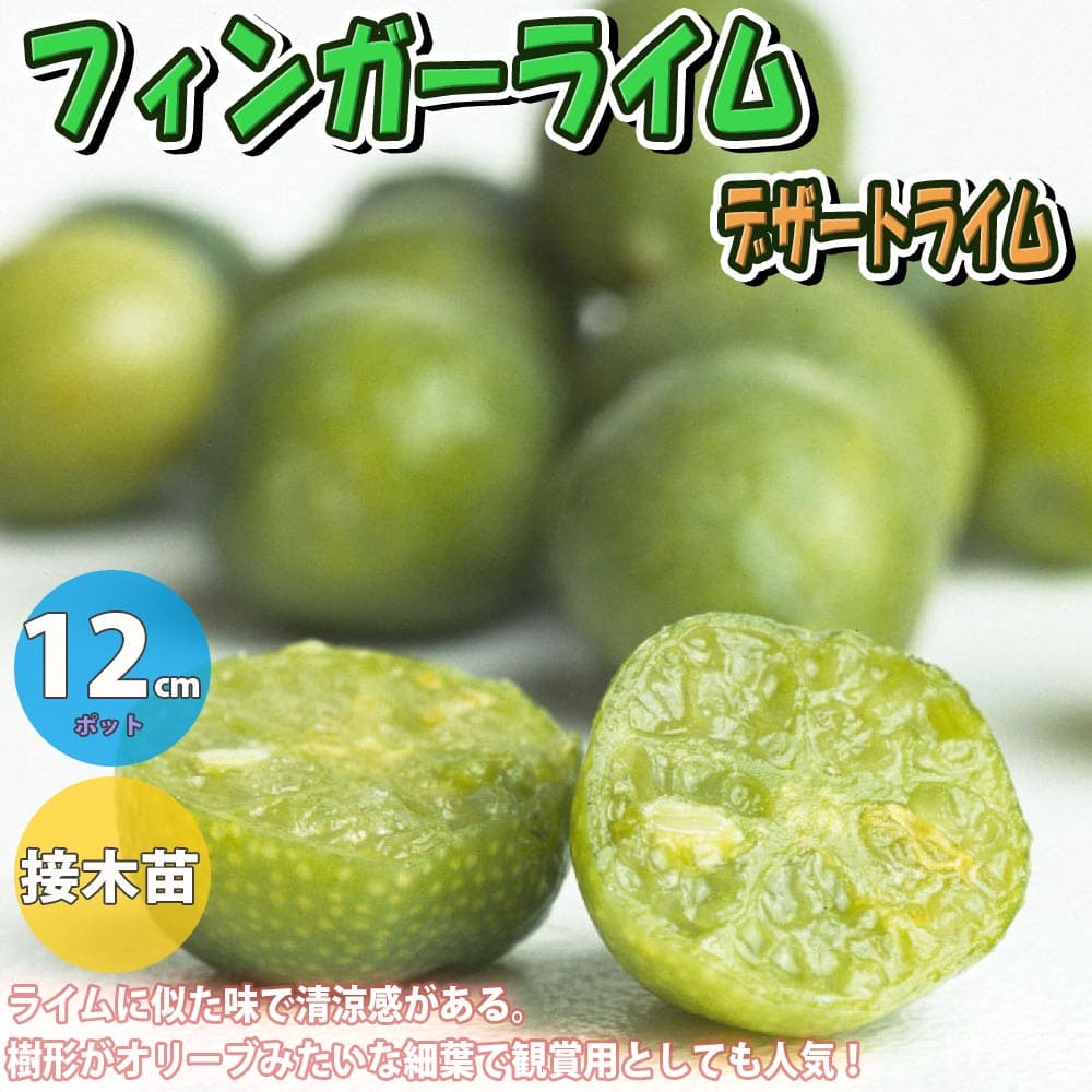 楽天市場】【送料無料】フィンガーライム ピンク【果樹苗 3年生 楽天市場】【送料無料】フィンガーライム ピンク【果樹苗 3年生