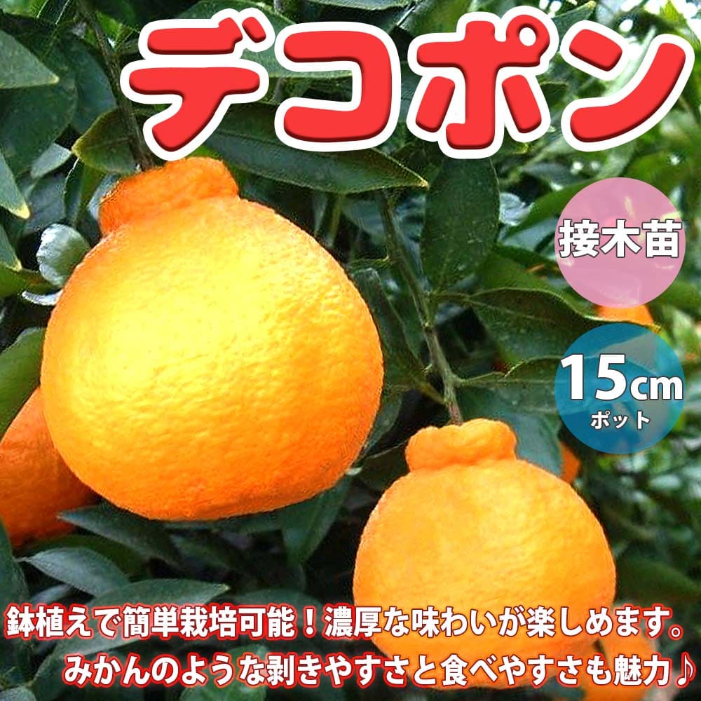 ☆国内最安値に挑戦☆ せとか 素掘り苗 １年生接木苗 柑橘 ※２０２３年３月中旬以降順次発送※ 果樹苗木 みかん