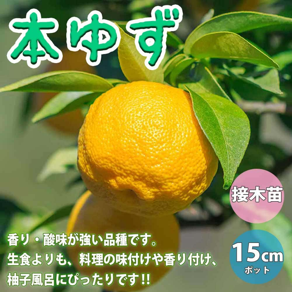 楽天市場 送料無料 本ゆずの苗木 果樹苗 2年生 接木苗15cmポット 1個 ゆず苗 ゆずの苗 柚子苗 ユズ苗 柑橘苗 農園 庭植え 趣味 園芸 花木 植木 庭木 鉢植え シンボルツリー 新築祝い 記念樹 路地植え 香酸柑橘 収穫 植育 販売店 通販 植物販売のｉｔａｎｓｅ楽天市場店