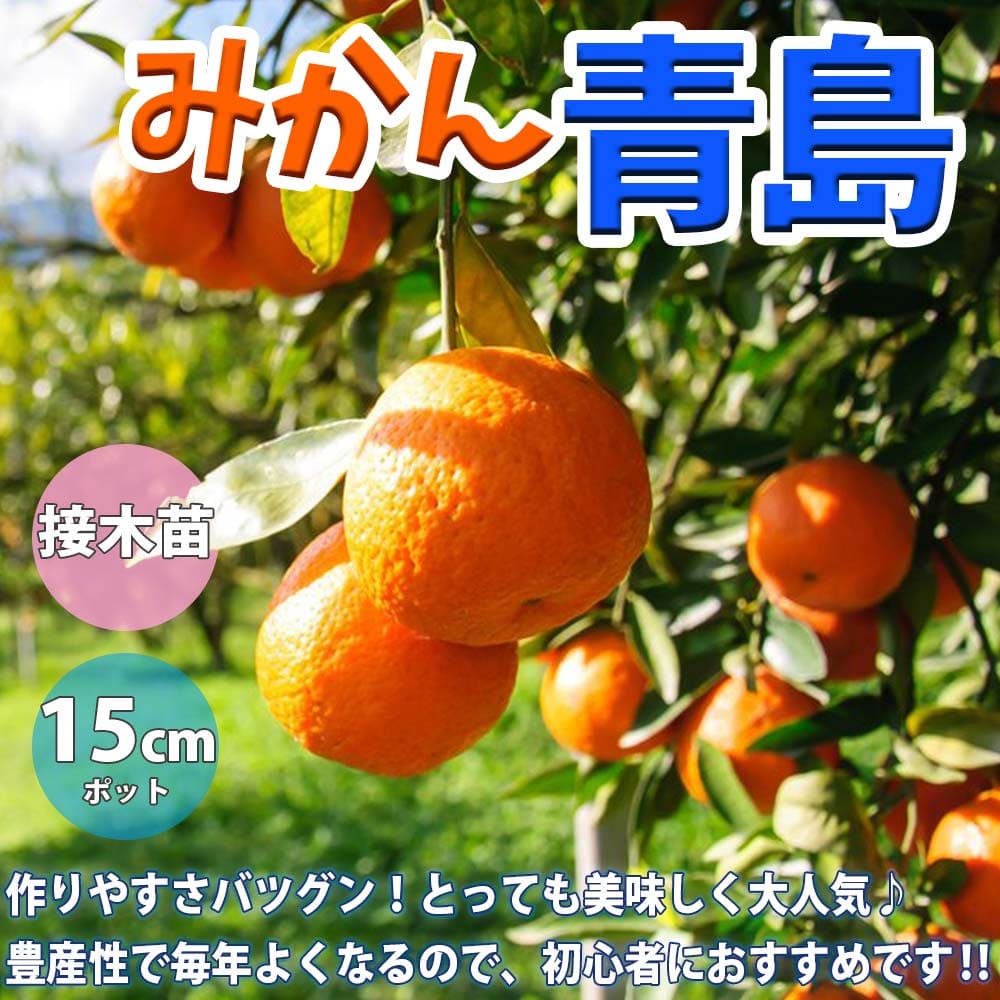 楽天市場】【送料無料】小原紅早生 ( おばらべにわせ ) みかんの苗