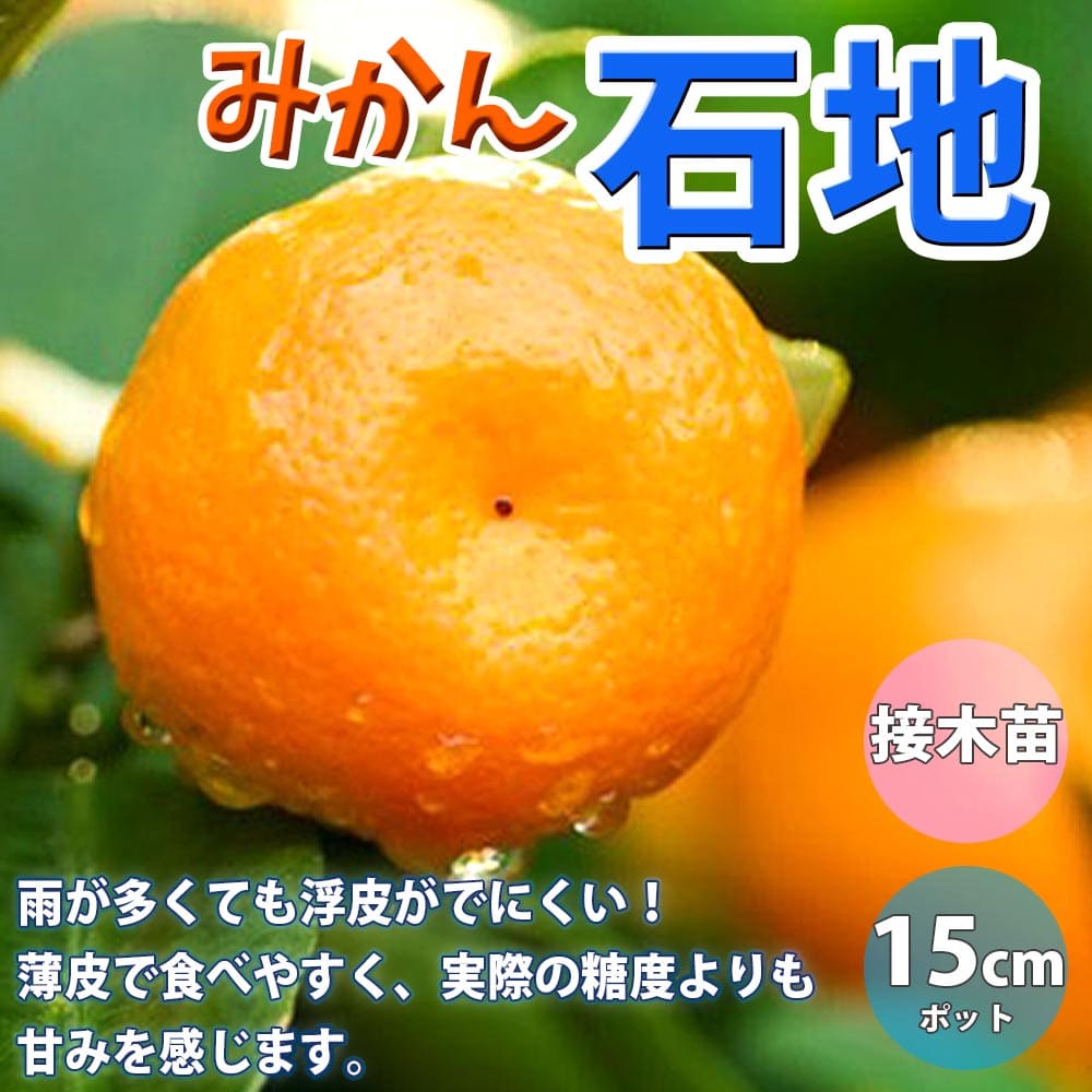 市場 予約販売 苗木 果樹苗 13.5cmポット ハイブリッド柑橘 はるか 柑橘 庭木 接木苗