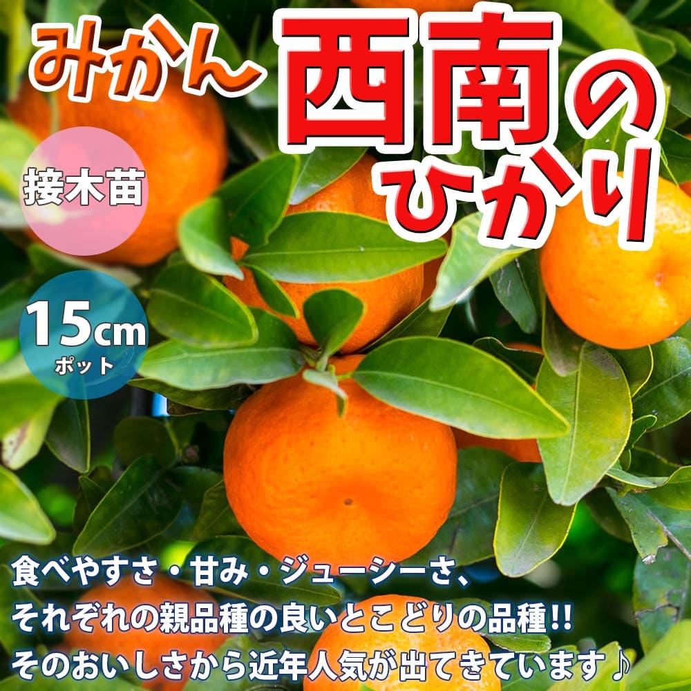 楽天市場 送料無料 みかんの苗木 西南のひかり 果樹苗 2年生 接木苗15cmポット 1個 みかん苗 みかんの苗 ミカン苗 蜜柑苗 柑橘苗 農園 庭植え 趣味 園芸 花木 植木 庭木 鉢植え シンボルツリー 新築祝い 記念樹 路地植え 香酸柑橘 販売店 通販 植物販売の