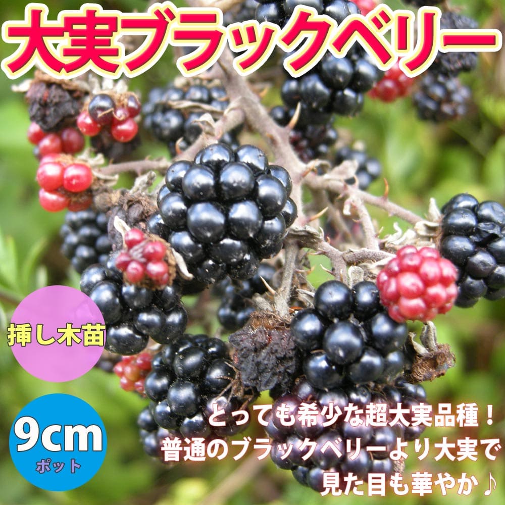 楽天市場 送料無料 大実ブラックベリーの苗木 果樹苗 9cmポット挿し木苗 1個 ブラックベリー苗 キイチゴ苗 木いちご苗 木イチゴ苗 ラズベリー苗 ガーデニング 家庭菜園 庭植え ベランダ 鉢植え 庭園 露地植え チェリー 庭園果樹 果樹園 料理 スイーツ フルーツ