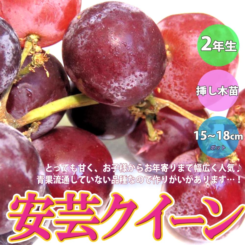 ぶどう 出羽桜 とろけるやまがた ぶどう 720ml 秋田の地酒屋 佐金酒店