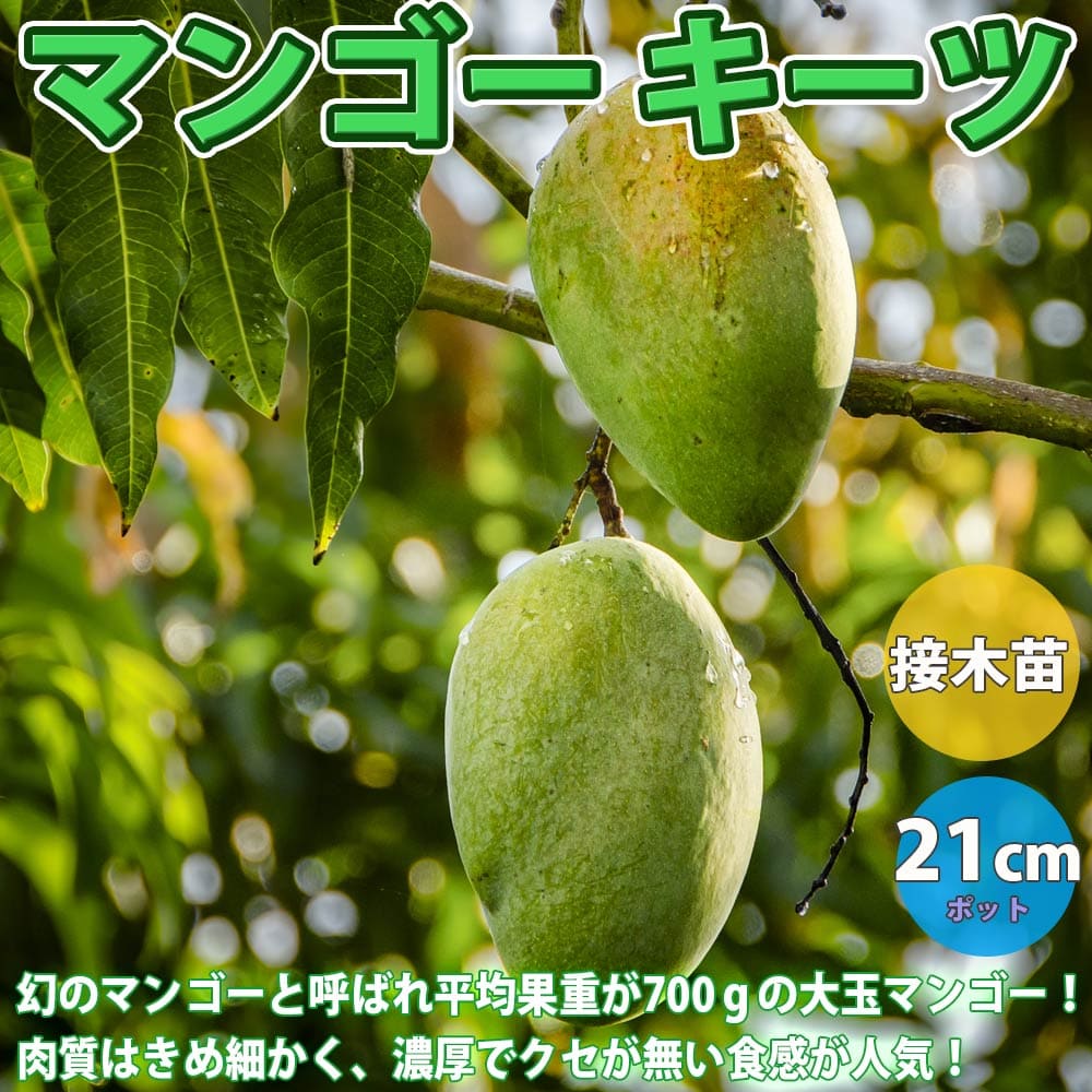 果実 庭園 果物の苗物 栽培 家庭向け マンゴー苗 くだもの キーツの苗木 家庭菜園 苗木 プランター 家庭菜園 1年生 果樹畑 植物販売のｉｔａｎｓｅ店果樹苗 簡単栽培 果樹畑花 ガーデン Diy あす楽 園芸 贈答 送料無料 庭園果樹 マンゴー 鉢植え 収穫 果樹 趣味