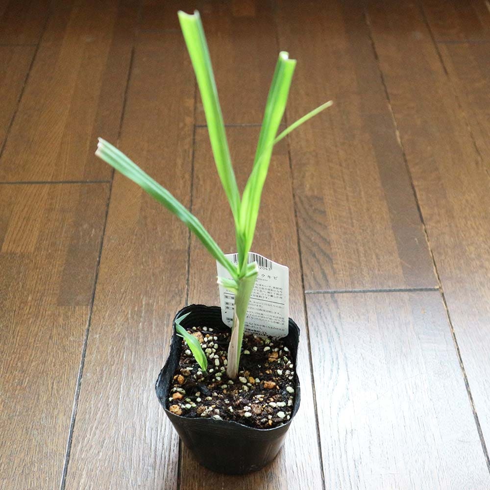 【楽天市場】【送料無料】和三盆サトウキビ(竹糖)【果樹苗 10.5cmポット/1個】さとうきび苗 サトウキビ苗 和三盆苗 カラサトウキビ チク ...