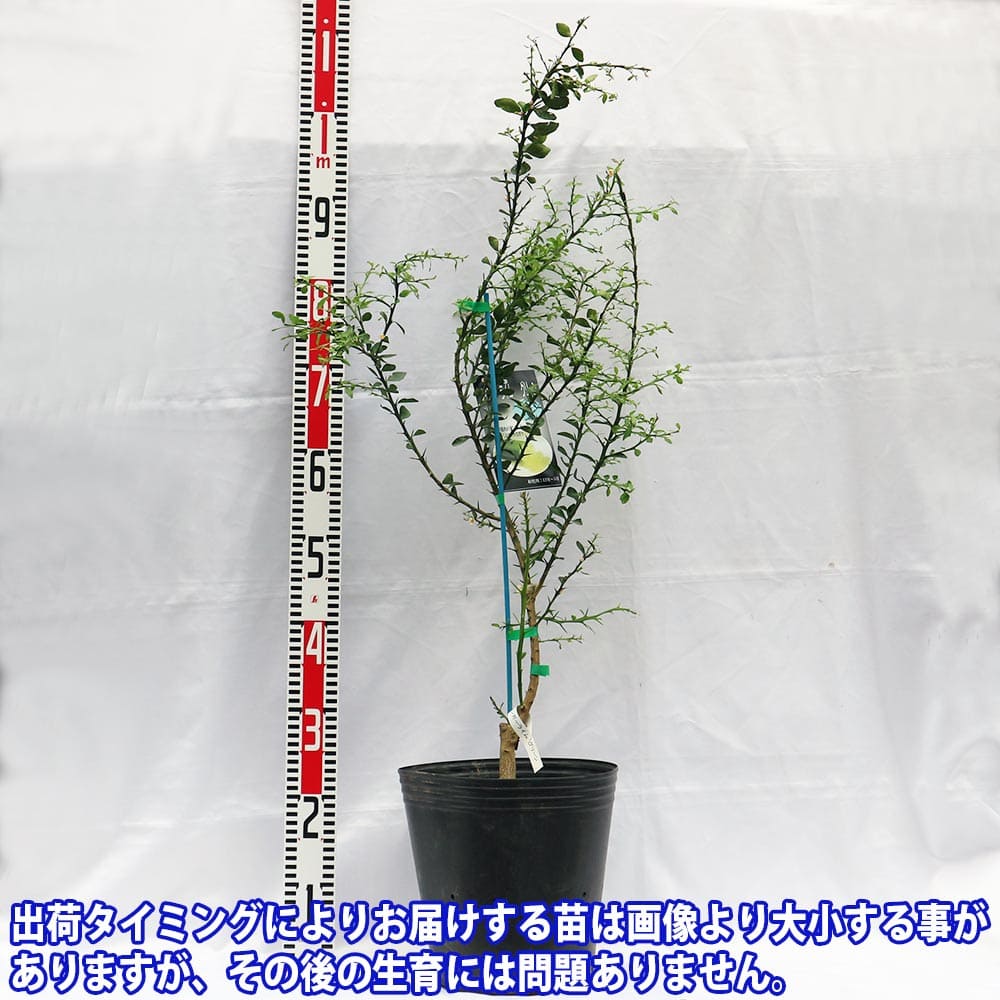送料無料 手の指ライム グリーン 生木苗 5年中系統 接木苗 21 24cmポット 1個 大苗 若木 接ぎ木 キャビアライム 蜜柑 ブッシュ フルーツ 林のキャビア 稀代品種 柑橘 果樹 ベランダ 植木 庭木 マーク成木 庭木 香酸 Thac Or Th