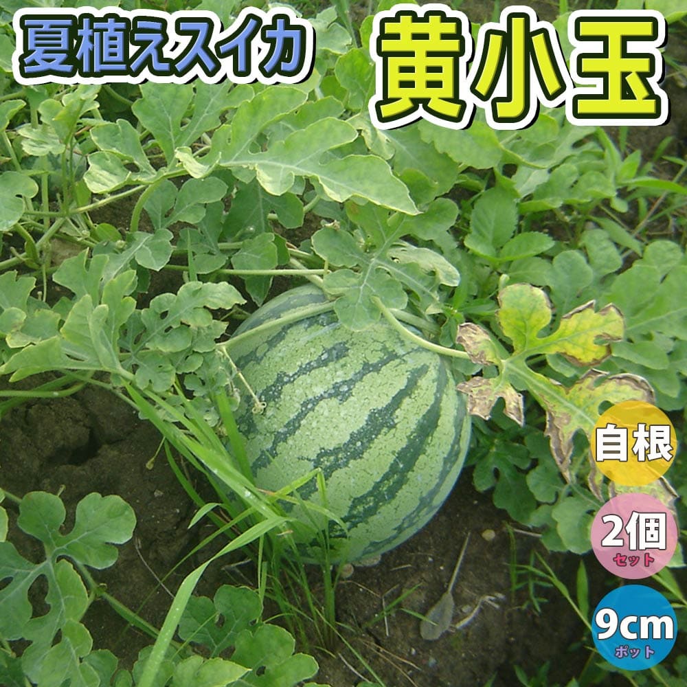 楽天市場 送料無料 スイカ苗 夏植えスイカ 黄小玉 野菜苗 9cmポット自根苗 2個セット すいか苗 西瓜苗 耐暑性 強健品種 ベランダ 露地栽培 ウリ科 小玉スイカ 人気 甘い 品種 夏野菜 販売店 Watermelon 植物販売のｉｔａｎｓｅ楽天市場店