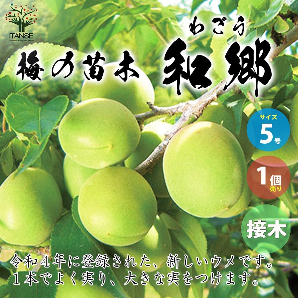 梅の苗木 麗和(れいわ)新品種 八重咲き大実接木 メルカリ便 果樹