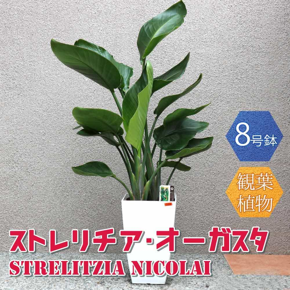 楽天市場 送料無料 ストレリチア オーガスタ 大型 観葉植物 8号鉢 Mサイズ1個 リビング オフィス 事務所 インテリア 大型 おしゃれ 初心者 育てやすい ガーデニング 御祝 お祝い 新築祝い 引越し祝い 結婚祝い プレゼント 人気 品種 植物販売のｉｔａｎｓｅ楽天市場店