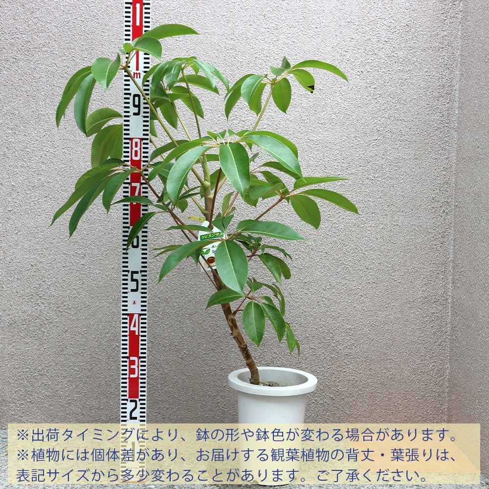 送料無料 ツピタンサス 大型 観葉植物 7号鉢 1本立ち1個 リビング オフィス 事務所 インテリア 大型 おしゃれ 初心者 育てやすい ガーデニング 御祝 お祝い 新築祝い 引越し祝い 結婚祝い プレゼント 人気 品種 Giosenglish Com