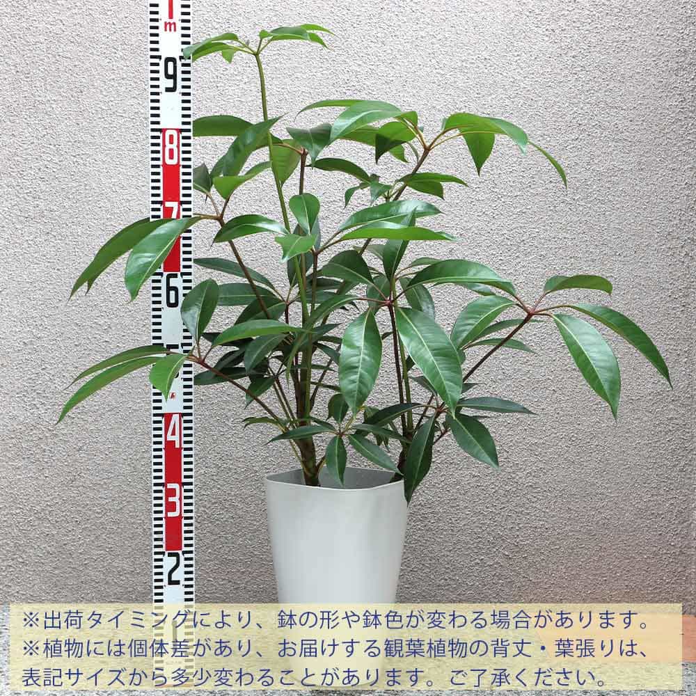 送料無料 ツピタンサス 大型 観葉植物 8号鉢 2 3本立ち1個 リビング オフィス 事務所 インテリア 大型 おしゃれ 初心者 育てやすい ガーデニング 御祝 お祝い 新築祝い 引越し祝い 結婚祝い プレゼント 人気 品種 Educaps Com Br