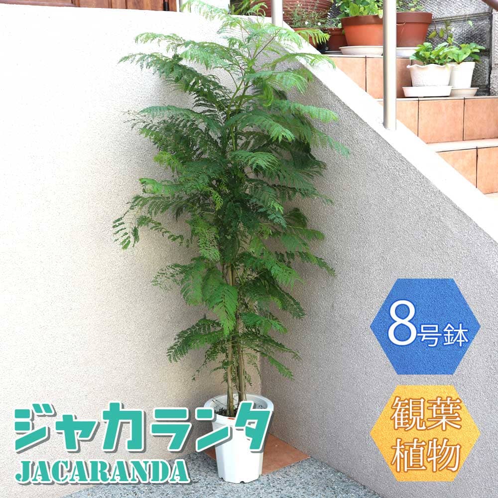 楽天市場】【送料無料】ジャカランタ【大型 観葉植物 8号鉢/1個