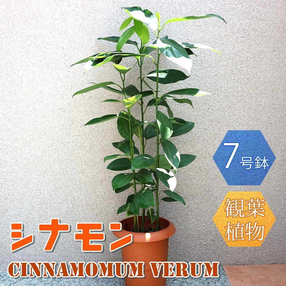 楽天市場】【送料無料】シダ ダバリア(フィジーシノブ) 【観葉植物 着生植物 3号ポット リビングやオフィス向きサイズ／お買い得2個セット】  インテリア : 植物販売のＩＴＡＮＳＥ楽天市場店