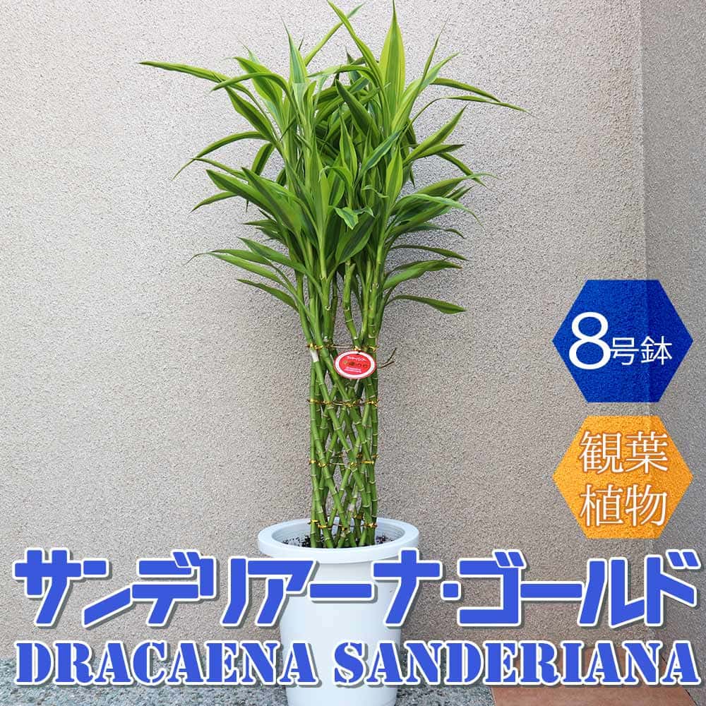 観葉草木特集