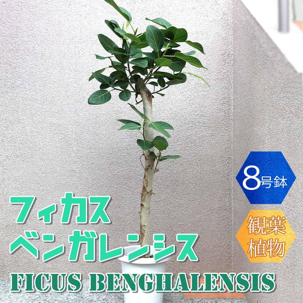 【マラソン★P5倍】フィカス ベンガレンシス ゴムの木の仲間 中型 観葉植物 8号鉢 1個 リビング オフィス 事務所 インテリア 大型 おしゃれ 初心者 育てやすい 御祝 お祝い 新築祝い 引越し祝い プレゼント 人気 品種 観賞用 送料無料 即納