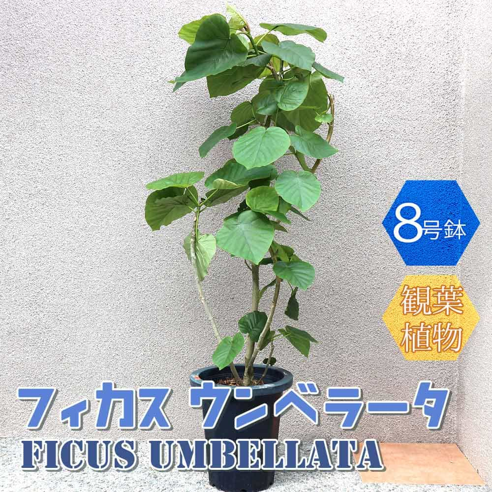 楽天市場 送料無料 フィカス ウンベラータ ゴムの木の仲間 中型 観葉植物 8号鉢 1個 リビング オフィス 事務所 インテリア 大型 おしゃれ 初心者 育てやすい ガーデニング 御祝 お祝い 新築祝い 引越し祝い プレゼント 人気 品種 観賞用 植物販売のｉｔａｎｓｅ