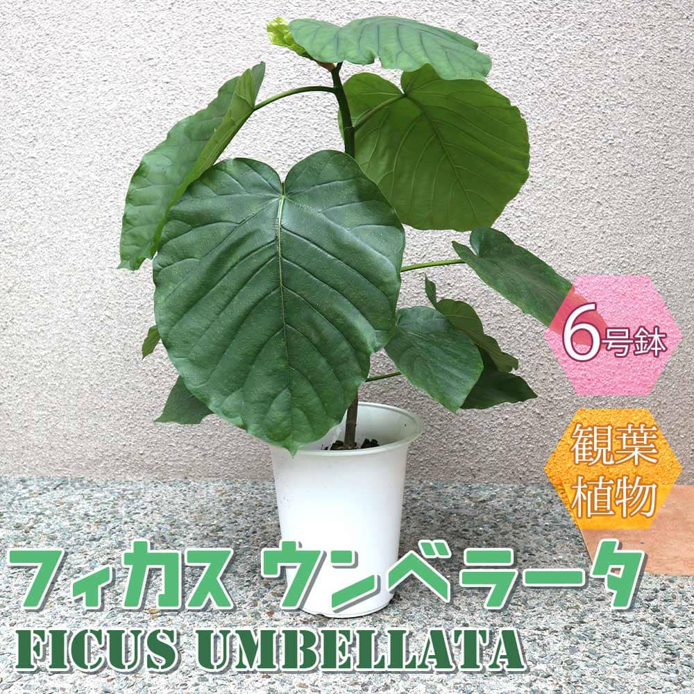 楽天市場 送料無料 フィカス ウンベラータ ゴムの木の仲間 小型 観葉植物 6号鉢 1個 リビング オフィス 事務所 インテリア 大型 おしゃれ 初心者 育てやすい ガーデニング 御祝 お祝い 新築祝い 引越し祝い プレゼント 人気 品種 観賞用 植物販売のｉｔａｎｓｅ