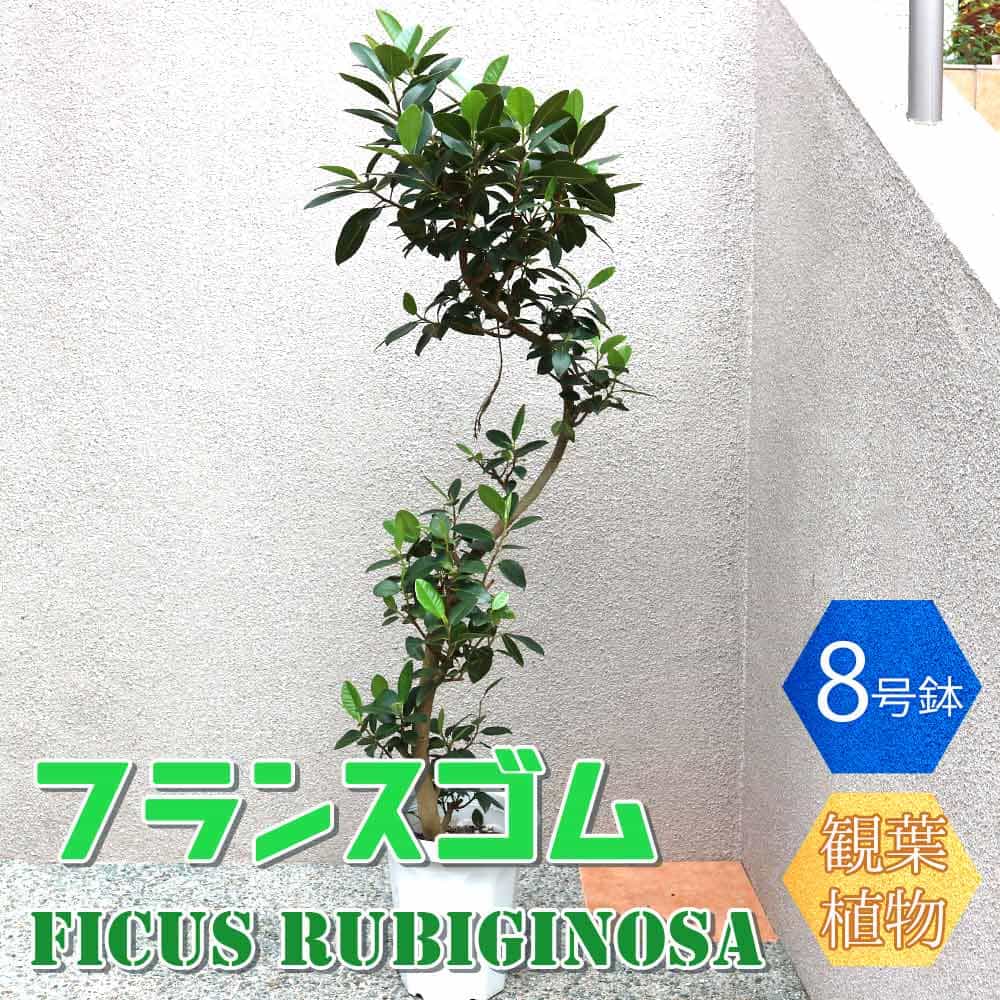 楽天市場 送料無料 フランスゴム 大型 観葉植物 8号鉢 1個 リビング オフィス 事務所 インテリア 大型 おしゃれ 初心者 育てやすい ガーデニング 御祝 お祝い 新築祝い 引越し祝い プレゼント 人気 品種 観賞用 植物販売のｉｔａｎｓｅ楽天市場店