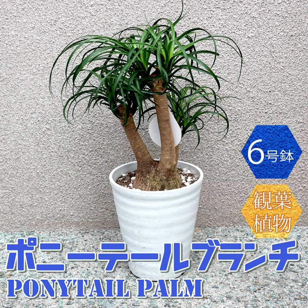 楽天市場 送料無料 ポニーテール ブランチ 小型 観葉植物 6号鉢 1個 リビング オフィス 事務所 インテリア 大型 おしゃれ 初心者 育てやすい ガーデニング 御祝 お祝い 引越し祝い プレゼント 人気 品種 観賞用 植物販売のｉｔａｎｓｅ楽天市場店