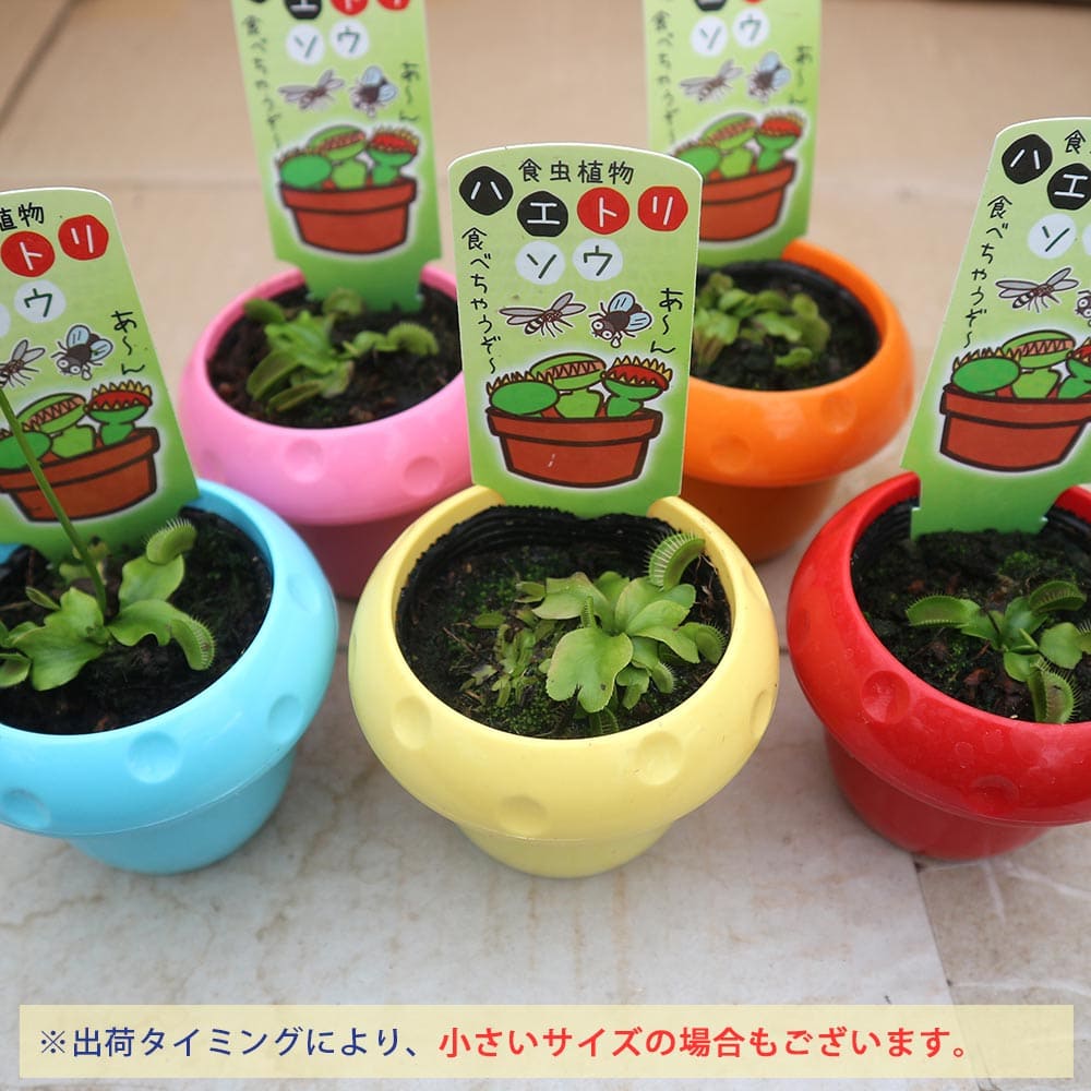 送料無料 フライ取ウイード ハエトリソウ 食虫螻植物 5cmポット 碗遮蔽物従者 1個 面構葉植物 リビング 事業所 オフィス インテリア 恰好いい オシャレ 育てわかりやすい 信望 種類 観賞用 リーフ プランツ ガーデン植え 鉢植え 虫取り はえとりかほど ハエトリグサ