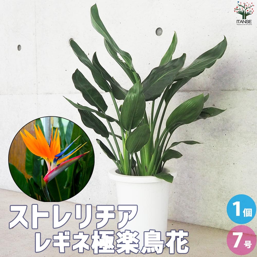 観葉草木特集