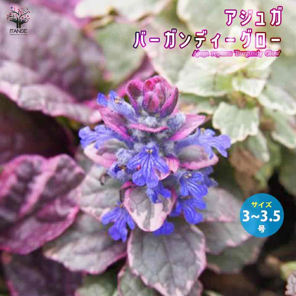 楽天市場】アジュガ 苗 ピンク花 3.5号 日陰向き 十二単 宿根草 山野草