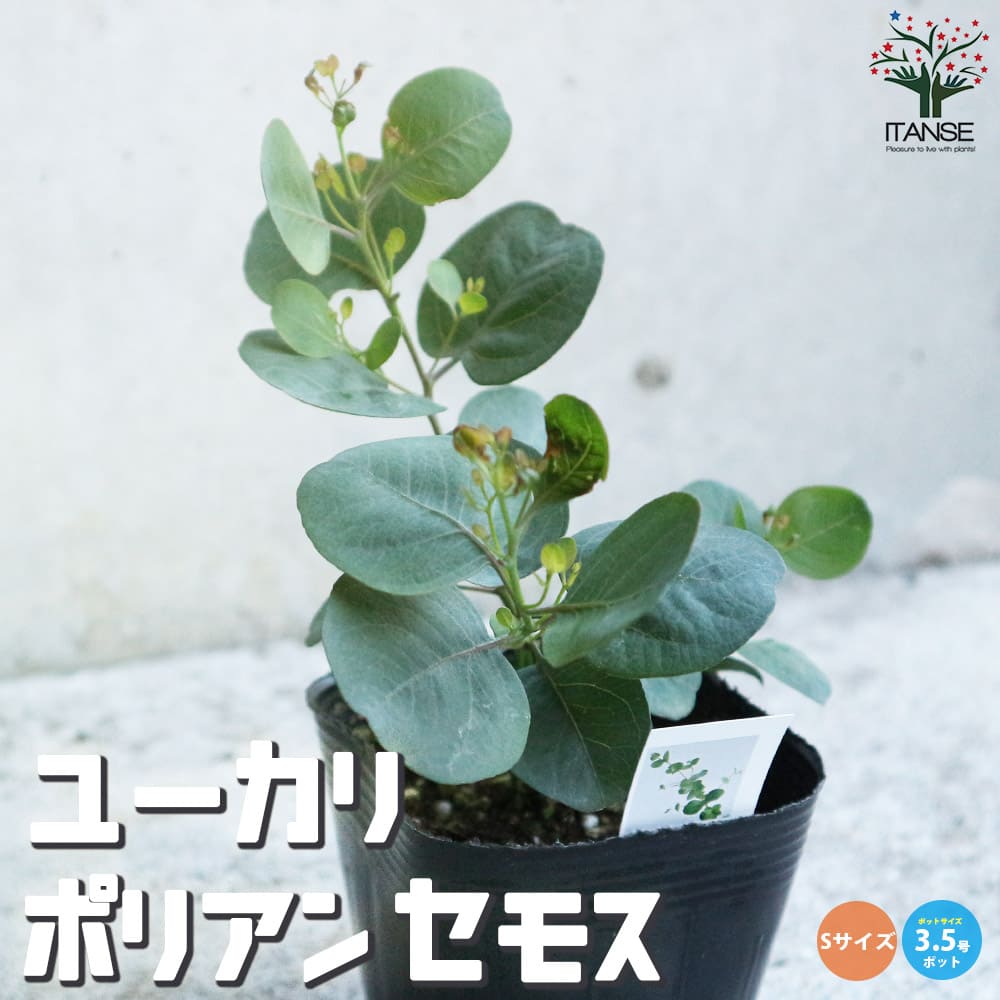 楽天市場】ユーカリ グニー 3.5号ポット苗 グニーユーカリ 寄せ植え