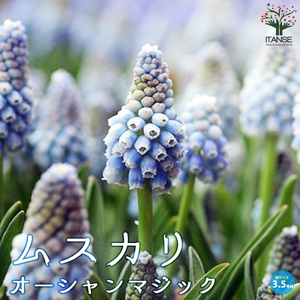 【送料無料】ムスカリ オーシャンマジック 花苗 球根芽出し苗3.5号ポット苗 寄せ植え 庭園菜園 ギフト プレゼント 贈り物 送料無料 即納
