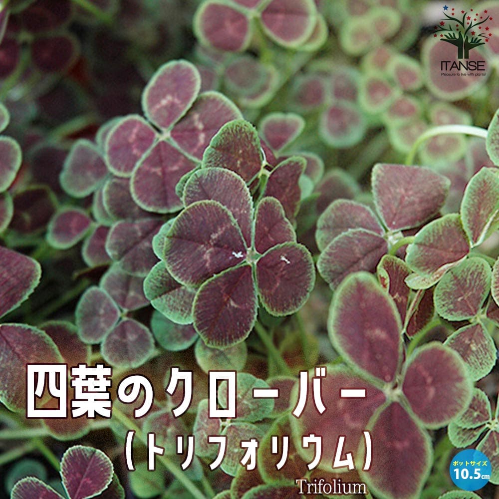 四つ葉 楽天市場】四葉のクローバー 苗 9cmポット 四つ葉 よつば : ここなぎ