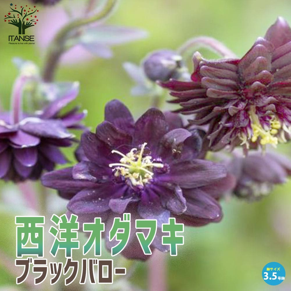 【送料無料】オダマキブラックバロー 花苗 3.5号 バロー Aquilegia vulgaris 宿根草 西洋オダマキ アキレギア アキレジア アクイレギア 花苗 送料無料 即納
