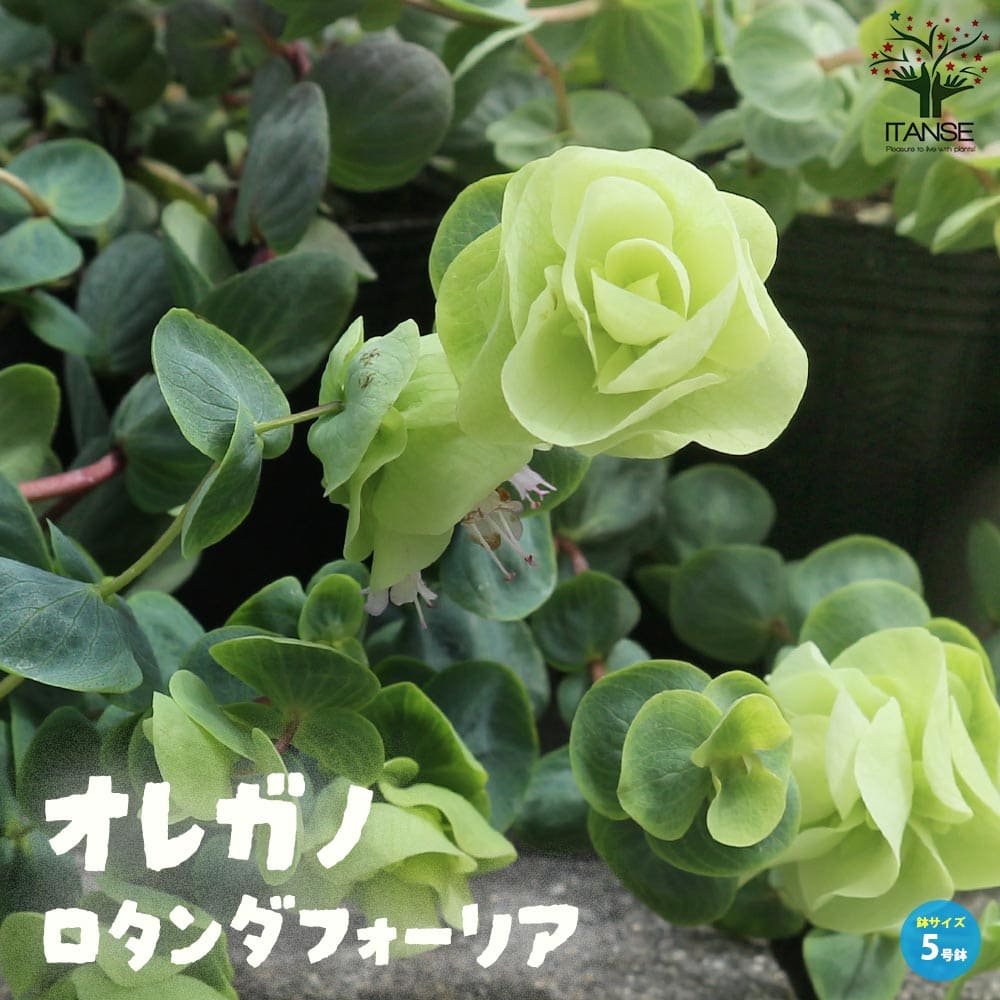 観葉草木特集