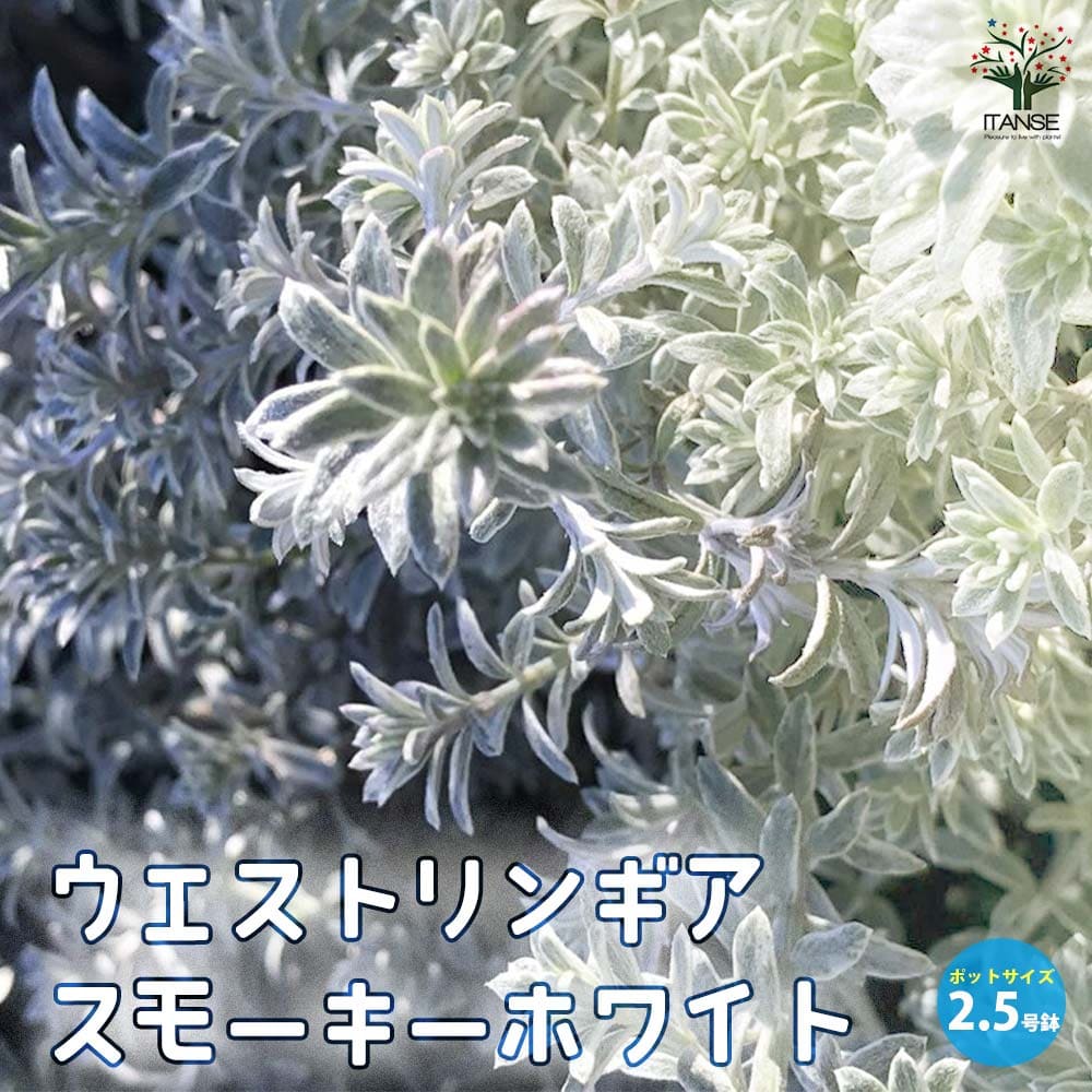 お得！ 大株 間延びなし ウエストリンギア スモーキーホワイト 5