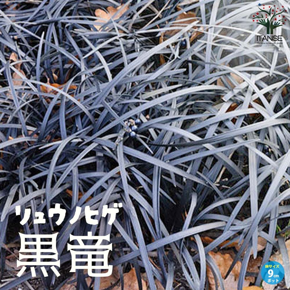 観葉草木特集