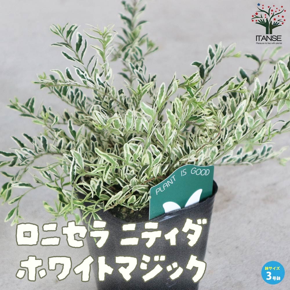 【送料無料】ロニセラ ニティダ ホワイトマジック 庭木 3号ポット グランドカバー 寄せ植え カラーリーフ 緑葉 PVP 送料無料 即納 4,224円