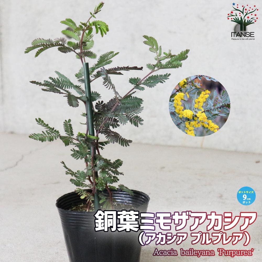 ②　アカシア　プルプレア　「銀葉アカシア」　７号特大苗木最高等級 ① アカシア プルプレア 「銀葉アカシア」 7号 特大苗木最高等級