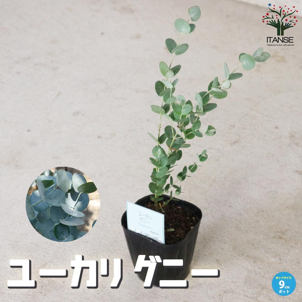 【送料無料】ユーカリ グニー 庭木 9cmポット ユーカリ ユーカリの苗 ユーカリの苗木 スワッグ 花束の素材として人気 送料無料 即納