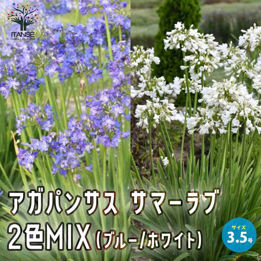 【送料無料】アガパンサス サマーラブ セット内容 花色：ブルー、ホワイト 花苗 3.5号ポット 花の苗 ユリ 紫君子蘭 ガーデニング 送料無料 即納