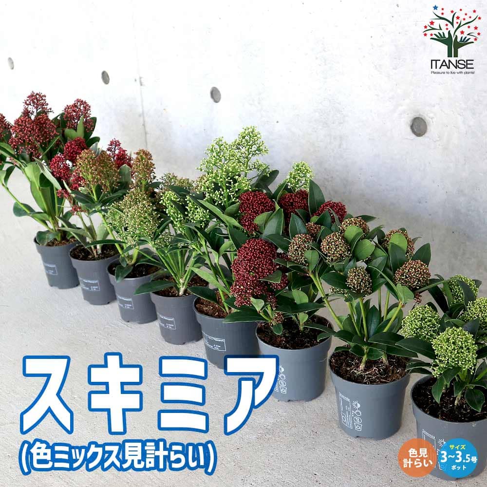 観葉草木特集